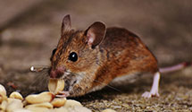 24 Hour & Emergency Exterminators in Fearrington Village, NC